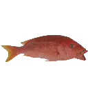 1.webp