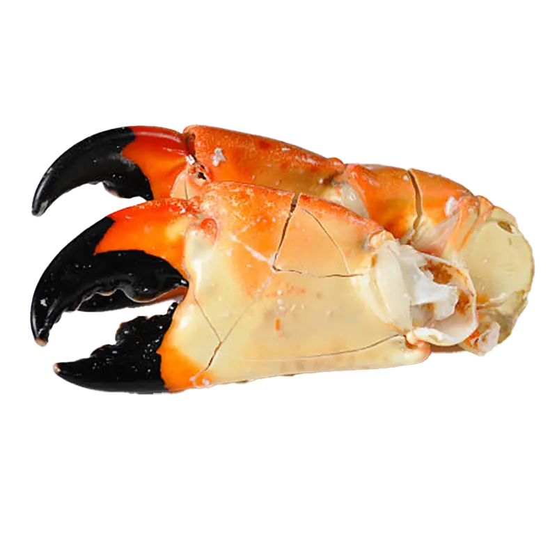 cangrejo moro 1.webp