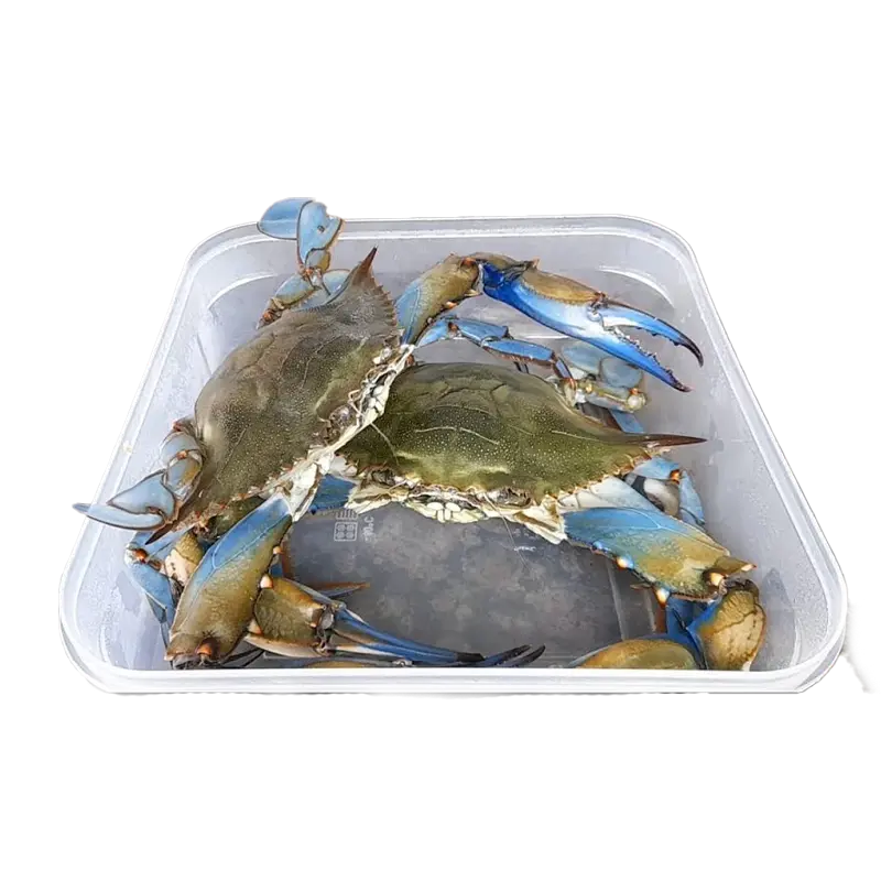 Jaiba