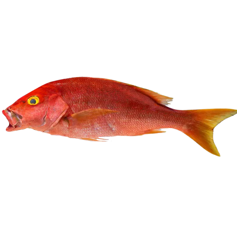 Pargo Ojo Amarillo 