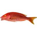 Pargo Ojo Amarillo 