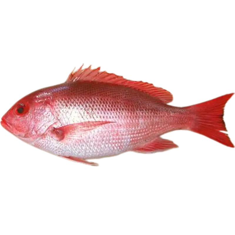 Silk Snapper
