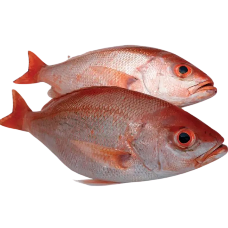 Beeline Snapper