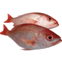 Beeline Snapper