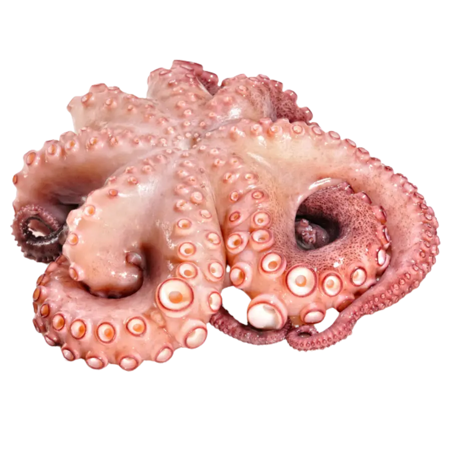 Pulpo Spanish 
