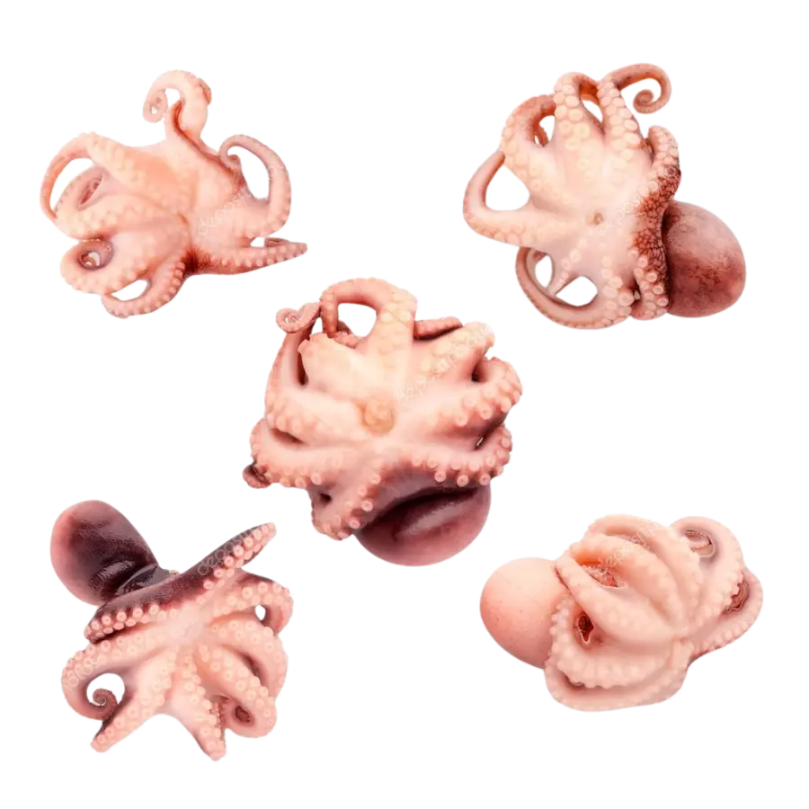 Baby Pulpo