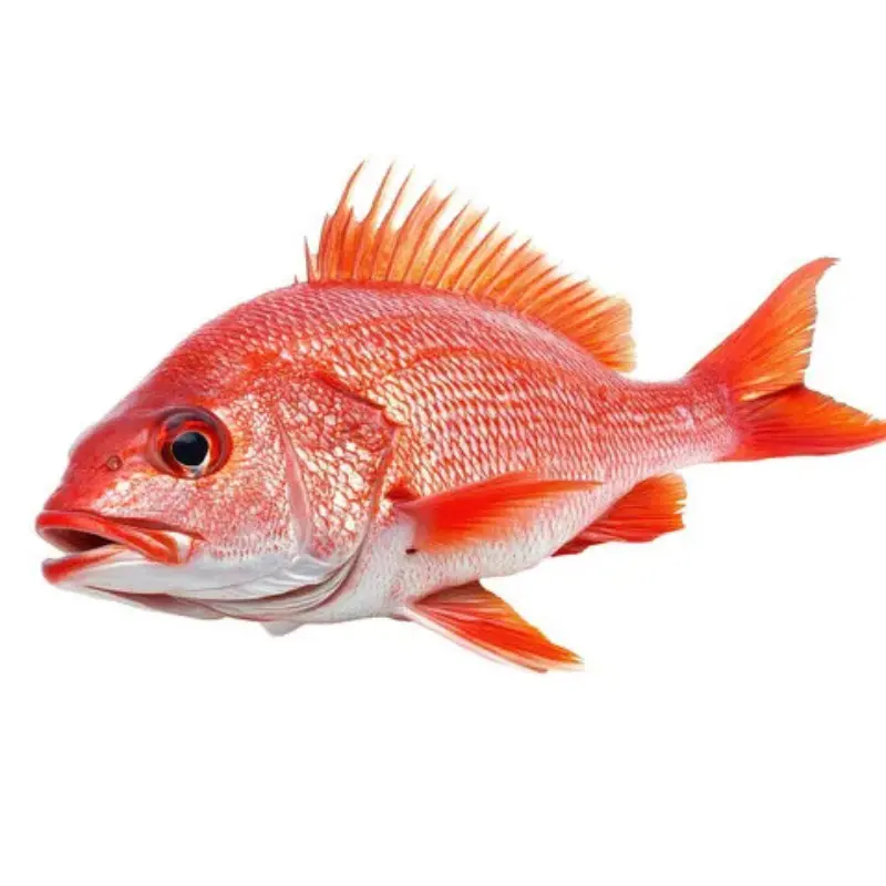 American Red Snapper