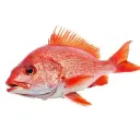 American Red Snapper