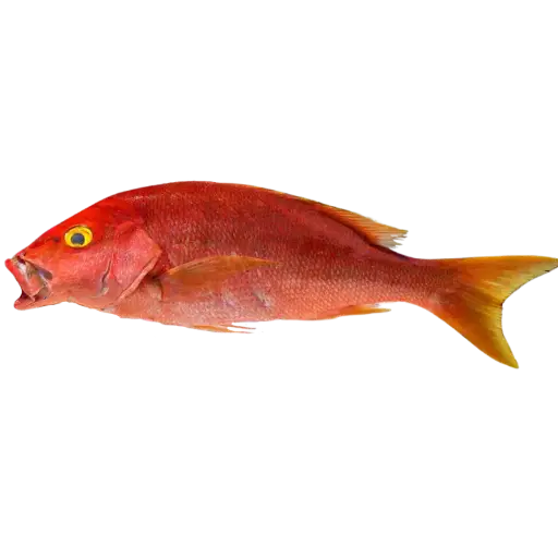 Pargo Ojo Amarillo 