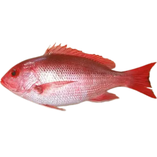 Silk Snapper