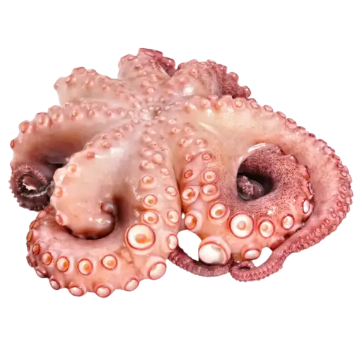 [Espanol] Pulpo Spanish 