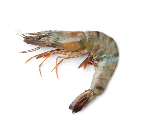 [CASCARA] Whole Shrimp