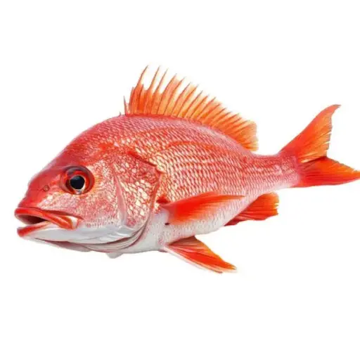 [Pargo Americano] American Red Snapper