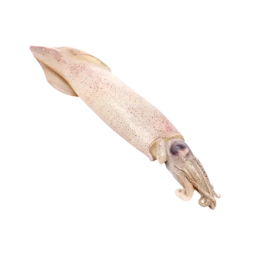 Calamar Limpio 2.5LB